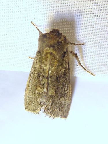 Polyploca ridens